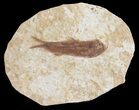 Detailed, Knightia Fossil Fish - Wyoming #53894-1
